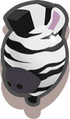 Wild Zebra