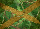 Tree Tops