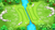 Monkey Meadow