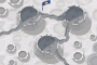 Moon Landing
