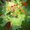 Image ofDruid