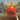 Bomb Bloon