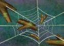 Web